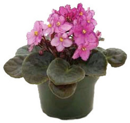 African Violet 4" from Boulevard Florist Wholesale Market