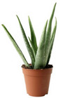 Aloe Vera from Boulevard Florist Wholesale Market