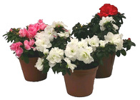 Azalea Plant (W/ Pot Covers) from Boulevard Florist Wholesale Market