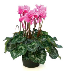 Cyclamen (W/ Pot Cover) from Boulevard Florist Wholesale Market