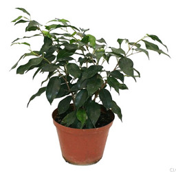 Ficus "Benjamina" from Boulevard Florist Wholesale Market