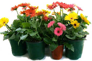 Gerbera Daisy (W/ Pot Covers) from Boulevard Florist Wholesale Market