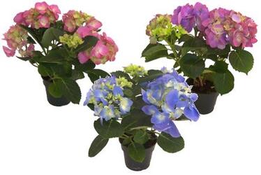 Hydrangea (Bare Pot) from Boulevard Florist Wholesale Market