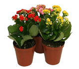 Kalanchoe (W/ Pot Cover) from Boulevard Florist Wholesale Market