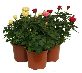 Miniature Rose Plant from Boulevard Florist Wholesale Market