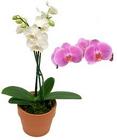 Orchid - Phalaenopsis from Boulevard Florist Wholesale Market