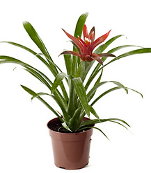 Bromeliad Plant from Boulevard Florist Wholesale Market