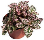 Hypoestes - "Polka Dot" from Boulevard Florist Wholesale Market
