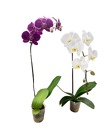 Orchid Plant 4" - Phalaenopsis from Boulevard Florist Wholesale Market