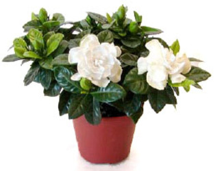 Gardenia from Boulevard Florist Wholesale Market