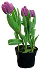 Pot Tulip (Bare Pot) from Boulevard Florist Wholesale Market