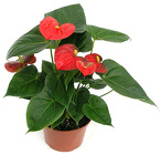 Anthurium Plant from Boulevard Florist Wholesale Market