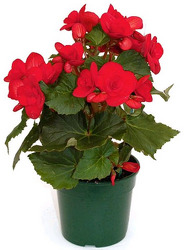 Begonia - "Reiger" (Bare Pot) from Boulevard Florist Wholesale Market