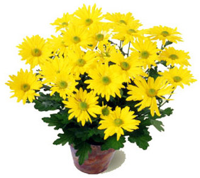 6" Chrysanthemum (With Pot Cover) from Boulevard Florist Wholesale Market