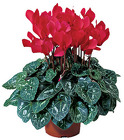 6" Cyclamen (With Pot Covers) from Boulevard Florist Wholesale Market