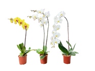 Orchid Plant 6" - Phalaenopsis from Boulevard Florist Wholesale Market