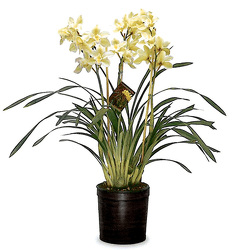 6" Cymbidium Orchid Plants from Boulevard Florist Wholesale Market