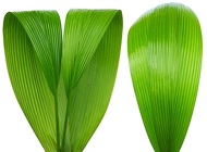 Curculigo "Accordion" Leaf from Boulevard Florist Wholesale Market