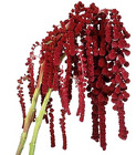 Amaranthus from Boulevard Florist Wholesale Market