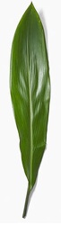 Aspidistra (Green) from Boulevard Florist Wholesale Market