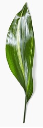 Aspidistra 