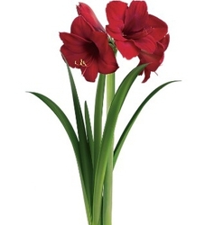 Amaryllis from Boulevard Florist Wholesale Market