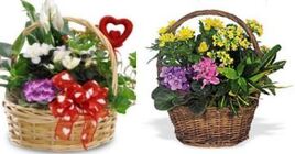Valentine's Day - Basket Garden from Boulevard Florist Wholesale Market