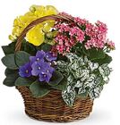 BASKET GARDEN from Boulevard Florist Wholesale Market