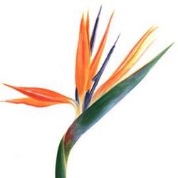 Bird of Paradise from Boulevard Florist Wholesale Market