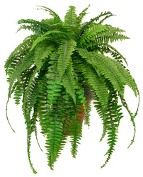 Boston Fern from Boulevard Florist Wholesale Market