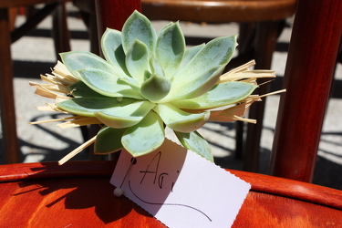 Succulent & Rafia from Boulevard Florist Wholesale Market