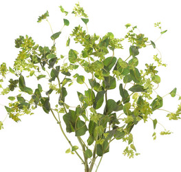 Bupleurum from Boulevard Florist Wholesale Market