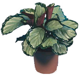 Calathea from Boulevard Florist Wholesale Market