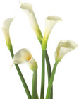 Calla Lily - Large White Open Cut from Boulevard Florist Wholesale Market