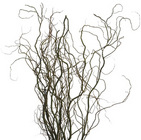 Curly Willow - Tips 24" from Boulevard Florist Wholesale Market