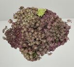 Chocolate Lace from Boulevard Florist Wholesale Market