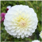 Dahlia - Ball from Boulevard Florist Wholesale Market
