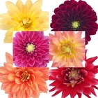 Dahlia - Standard from Boulevard Florist Wholesale Market