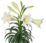 8" Easter Lily Triple Stem (W/ Pot Covers) from Boulevard Florist Wholesale Market