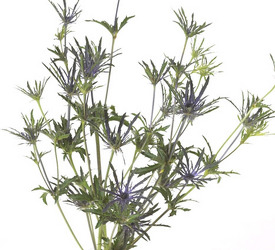 Eryngium - LAV from Boulevard Florist Wholesale Market