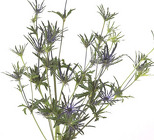 Eryngium - LAV from Boulevard Florist Wholesale Market
