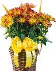 Fall Mum Deco Plant  from Boulevard Florist Wholesale Market