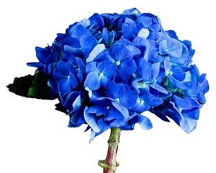 HYDRANGEA - SHOCKING BLUE from Boulevard Florist Wholesale Market