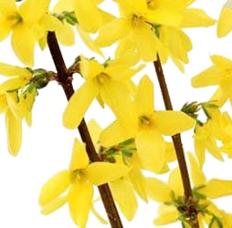 Forsythia  from Boulevard Florist Wholesale Market