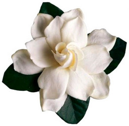 Gardenia - Fancy from Boulevard Florist Wholesale Market