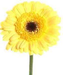 Gerbera Daisy - Mini & Pomponi from Boulevard Florist Wholesale Market