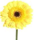 Gerbera Daisy - Mini & Pomponi from Boulevard Florist Wholesale Market