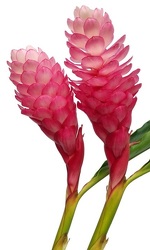 Ginger - Pink - Large from Boulevard Florist Wholesale Market