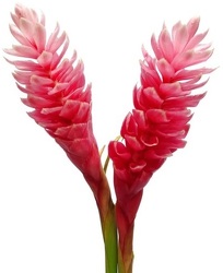 Ginger - Pink - Medium from Boulevard Florist Wholesale Market