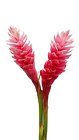 Ginger - Pink - Small from Boulevard Florist Wholesale Market